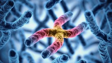 Hormonal Rahatsızlıklar ve Cinsiyete Etkisi